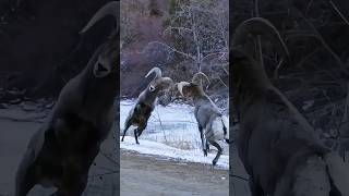 Ram Head Butting is Crazy😱 [upl. by Odlanra]