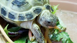 Horsefield Tortoise Care Diet And Other Supplements [upl. by Naibaf]