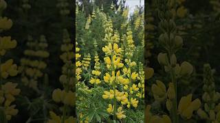 Wild Lupins trippytippi lupin flora [upl. by Putnem]