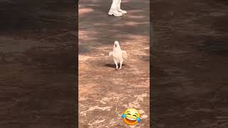 Dancing Cockatoo Has Moves [upl. by Kenta]