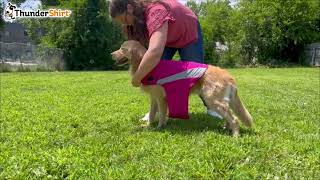 How to Put on a ThunderShirt®  Polo Style [upl. by Esirahc]