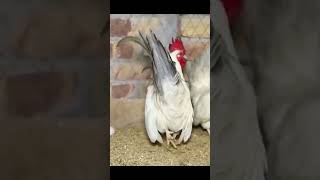 অসাধারন ফেন্সি মুরগি দেশি fancy chicken highlights viral murgi মুরগি murgipalan bird [upl. by Tenenbaum]