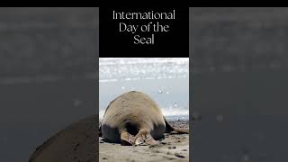 Discovering Seals A Look into Their World on International Day of the Seal  Shorts [upl. by Sydalg]