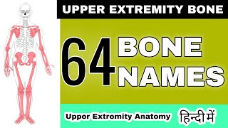 64 Upper extremity bone  upper extremity anatomy  Pectoral girdle  scapula clavicle humerus ulna [upl. by Ardiek370]