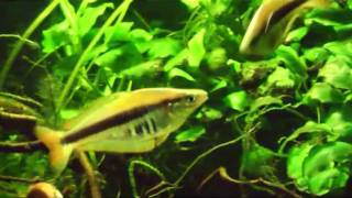 Chilatherina alleni Siriwo  Regenbogenfisch rainbowfish [upl. by Htidra301]