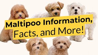 Maltipoo Information Facts and More 🐶📃🦴 [upl. by Kauffmann]