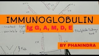 Immunoglobulin structure and types  NEET [upl. by Sabine]