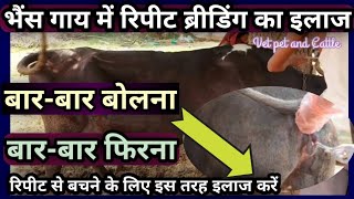 भैंस गाय में रिपीट ब्रीडिंग का इलाजबारबार बोलनागाय भैंस का फिर जानाRepeat Breeding Treatment [upl. by Doris863]