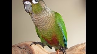 Forrest  Baby Green Cheek Conure [upl. by Marelda]