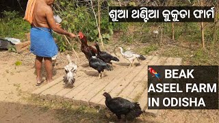 ଶୁଆ ଥଣ୍ଟିଆ କୁକୁଡା ଫାର୍ମ  PET HUB STATION  PARROT BEAK ASEEL FARM IN ODISHA  FIGHTER ASEEL MURGA [upl. by Japeth]