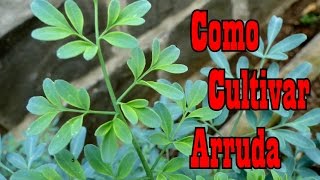 Mondini Plantas Como Cultivar Arruda [upl. by Stefania973]