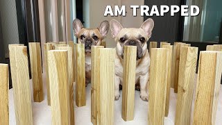 Dogs VS Giant Jenga Maze  Obstacle Challenge [upl. by Husch936]