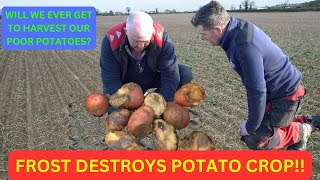 FROST DESTROYS POTATO CROP [upl. by Anelam]