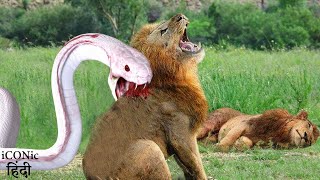 शेर को मिलेगी एक दर्दनाक मौत  The Most Terrifying Battle Of Lions And Vipers  Hindi [upl. by Adlog248]