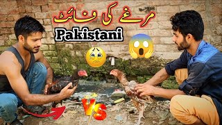 Pakistani Aessl murgo ki fight realaseel birds ki fight 2023 pakvlogs [upl. by Alegnaed]