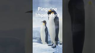 Pinguino Imperatore Un Documentario Breve [upl. by Bette-Ann583]