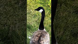 🔥What beautiful Canada goose 多么美丽优雅的加拿大雁，羽毛非常漂亮🔥So lovely🌹卡尔加里市 Canadagoose wildanimals shorts [upl. by Nylknarf]