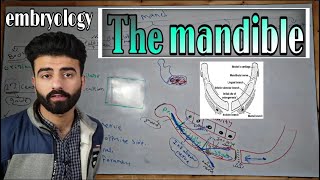 the mandible quot embryology quot  oral histology  عزت شومان [upl. by Osher543]