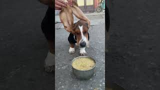 Funny Basset Hound eating ❤ [upl. by Leuqram957]