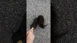 Squirrel 🐿️ my pet ytshorts squirrel [upl. by Dorcas]