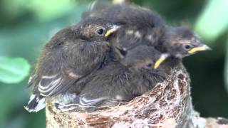 Grey Fantails From hatchlings to fledglings [upl. by Eirotal158]