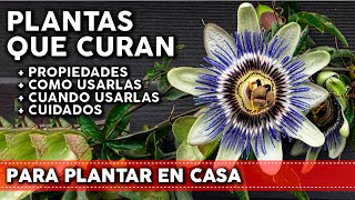 9 Plantas medicinales para tu huerta o jardín  Propiedades y Cómo utilizarlas [upl. by Eseekram694]