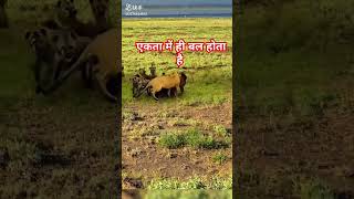 एकता में ही बल होता है animal motivation sorts [upl. by Witkin891]