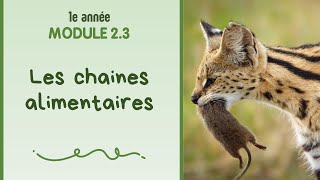 1e année  Module 23  Les chaines alimentaires [upl. by Ognimod751]