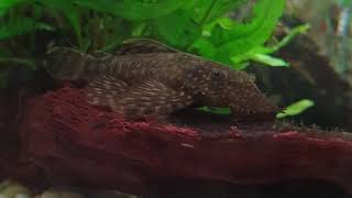 Top 5 POSSIBLE Pea Puffer Fish Tankmates [upl. by Nod]