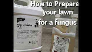 How to Prepare your lawn for a fungus [upl. by Duma]