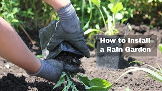 How to Install a Rain Garden in 10 Easy Steps [upl. by Annocahs454]