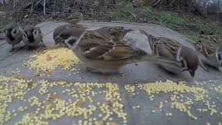 SONIDOS NATURALES DE AVES PÁJAROS CANTANDO cantando en el bosque 🏕 [upl. by Elayor988]