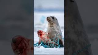 Seal 🦭injured 😞 animals shorts [upl. by Kramnhoj13]