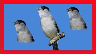 Blackcap Song Blackcap Call Blackcap Sound Chirp  Curruca Capirotada Canto  Sylvia Atricapilla [upl. by Zanlog]