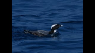 Pacific Seabird Group でカンムリウミスズメの活動を紹介しました [upl. by Assirrec]