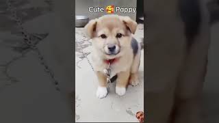 dog pappy cute puppy funny pets viralvideo shotsvideo cutiest cuteanimal [upl. by Shanon]