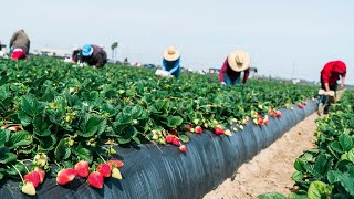 Farm Workers Grow And Pick Billions Of Strawberries In California  Strawberry Harvesting [upl. by Angelo]