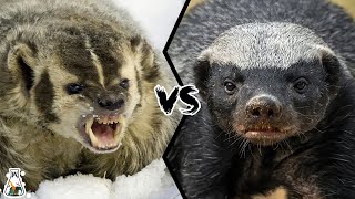 American Badger vs Honey Badger  Which is Tougher and Could Win a Fight [upl. by Naharba390]