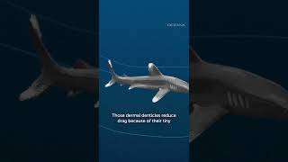 Shark Skin Inspires Several Human Innovations [upl. by Dorwin]