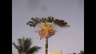 The Travelers Palm [upl. by Neruat]