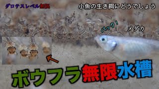 大量、大量のボウフラの無限水槽、育て方。メダカが大喜び。今まで見たボウフラ動画の中で一番すごかったです。 [upl. by Gwendolen113]