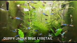 Guppy Japan Blue Lyretail [upl. by Snah]