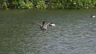 Red Crested and Common Pochards [upl. by Eppie]