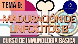 Maduración Ontogenia de Linfocitos B  LB Foliculares  Linfocitos B1  LB de la Zona Marginal [upl. by Oneida]