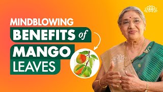 Benefits of mango leaves Health benefits of mango leaves Mango leaves for diabetes Mango leaves [upl. by Fidelis]