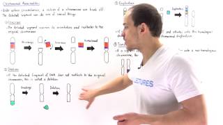 Chromosomal Deletion Inversion Duplication and Translocation [upl. by Nnairet]