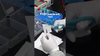 Cobetter lab Vlog western blottingPVDF membrane test high protein bindingshorts cobetterfyp [upl. by Anirac]