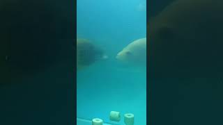 OSCER VS VIEJA FISH FIGHT [upl. by Sllew]