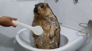 The first time marmot bathed with a brush [upl. by Aicelef419]