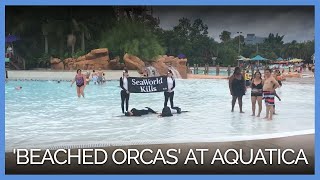 Dying Orcas Beached At SeaWorlds Aquatica [upl. by Ahsimaj]